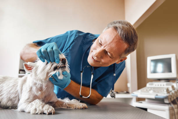 Best Emergency Gum Treatment in Altamont, TN